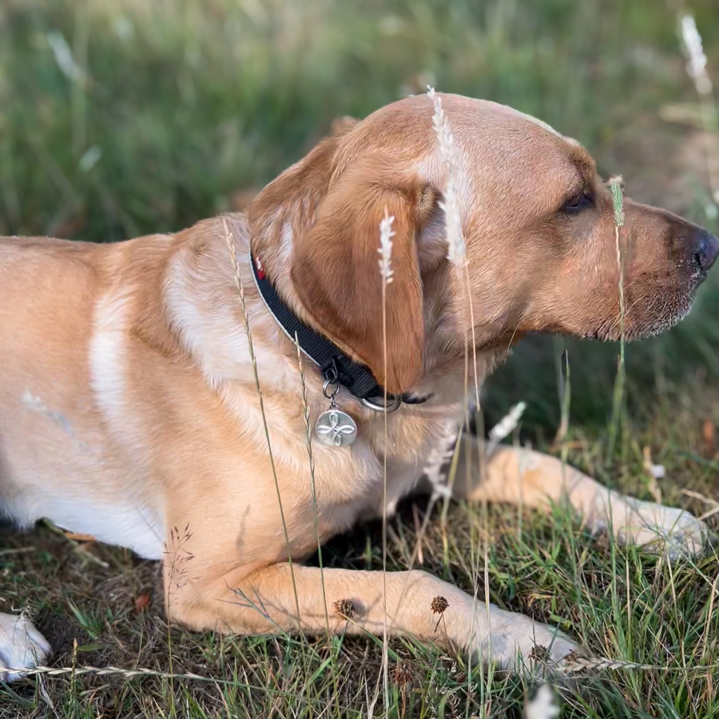 chenin_dog