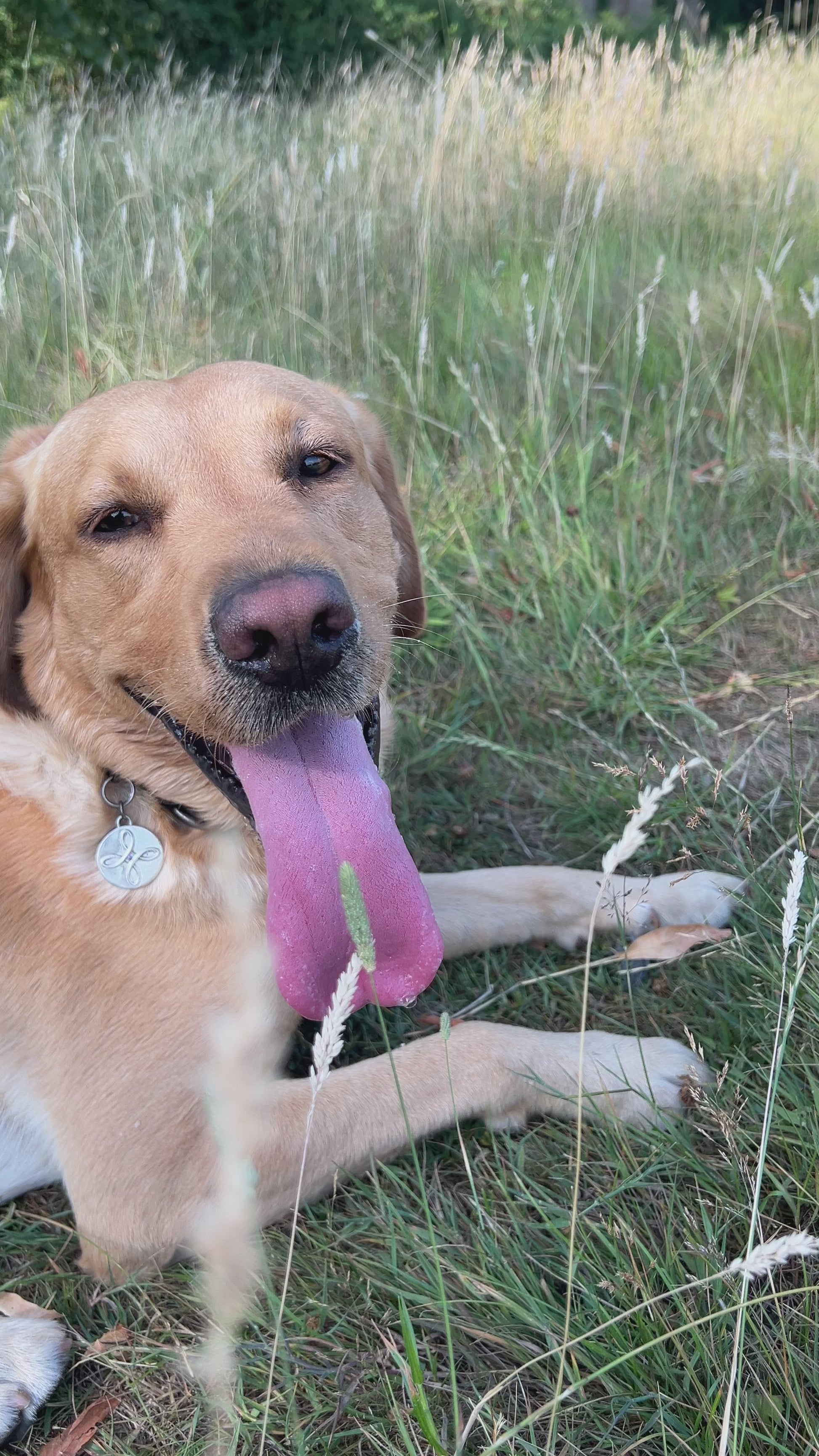 chenin_dog_vid